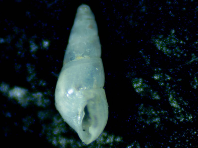 Auristomia fusulus